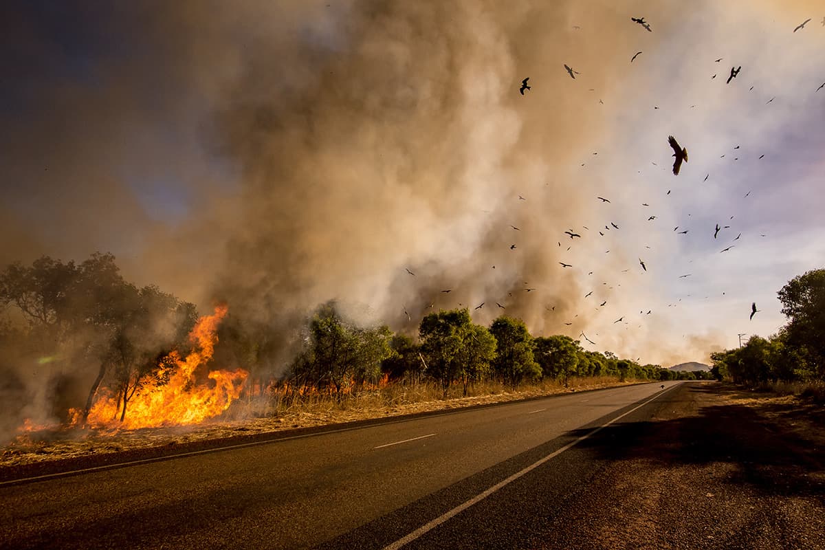 AU: Image - Emergency info hub - Bushfires - Driving AU: Image - Emergency info hub - Bushfires - Driving