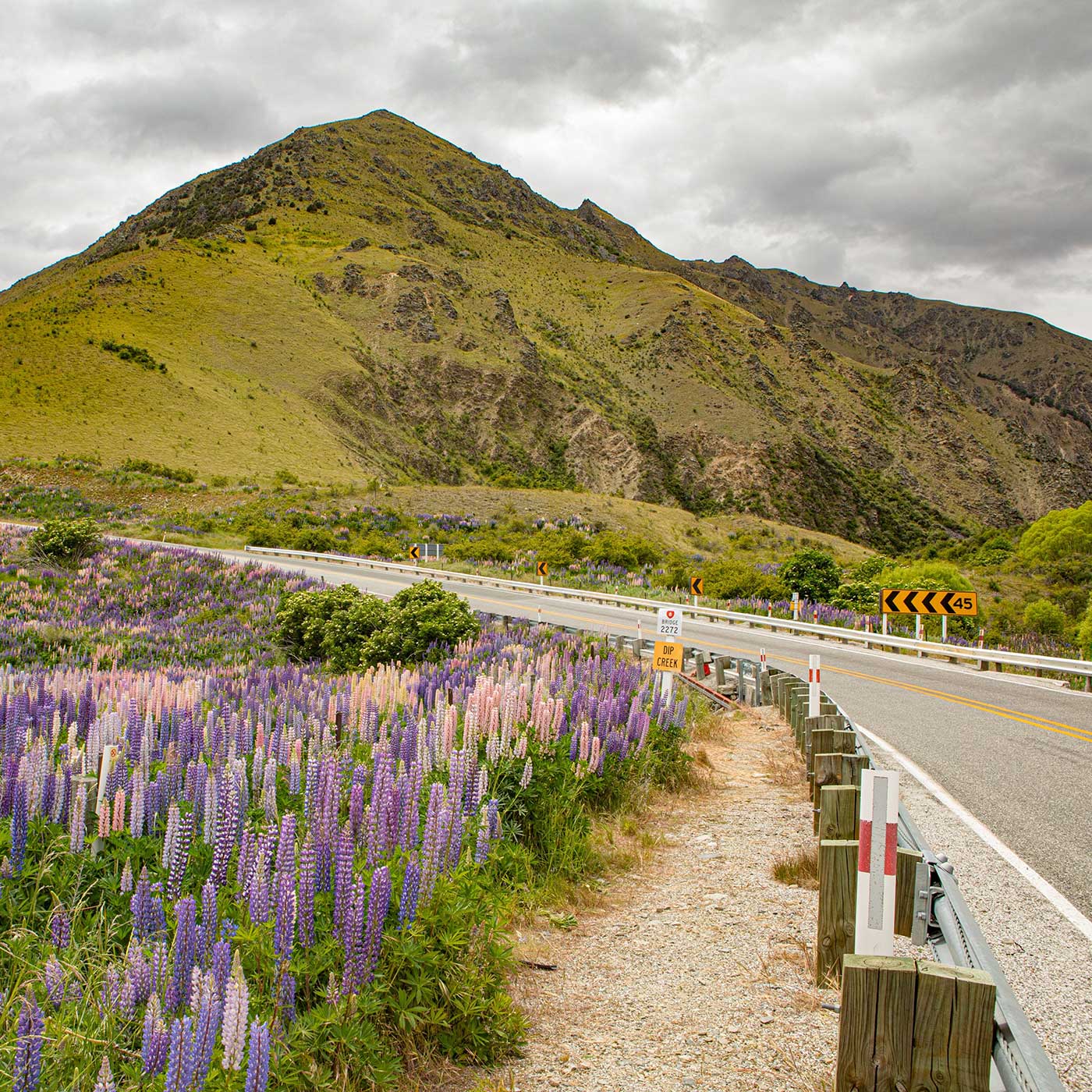 A road at Lindis Pass in New Zealand surrounded by delicate lupines and mountains. A road at Lindis Pass in New Zealand surrounded by delicate lupines and mountains.