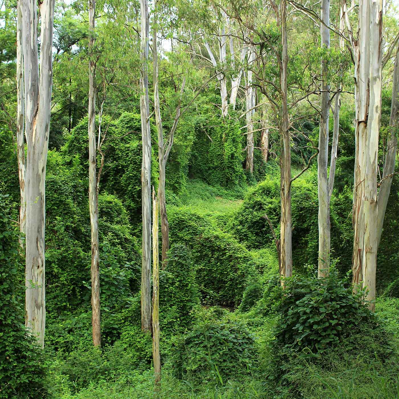 A lush green forest. A lush green forest.
