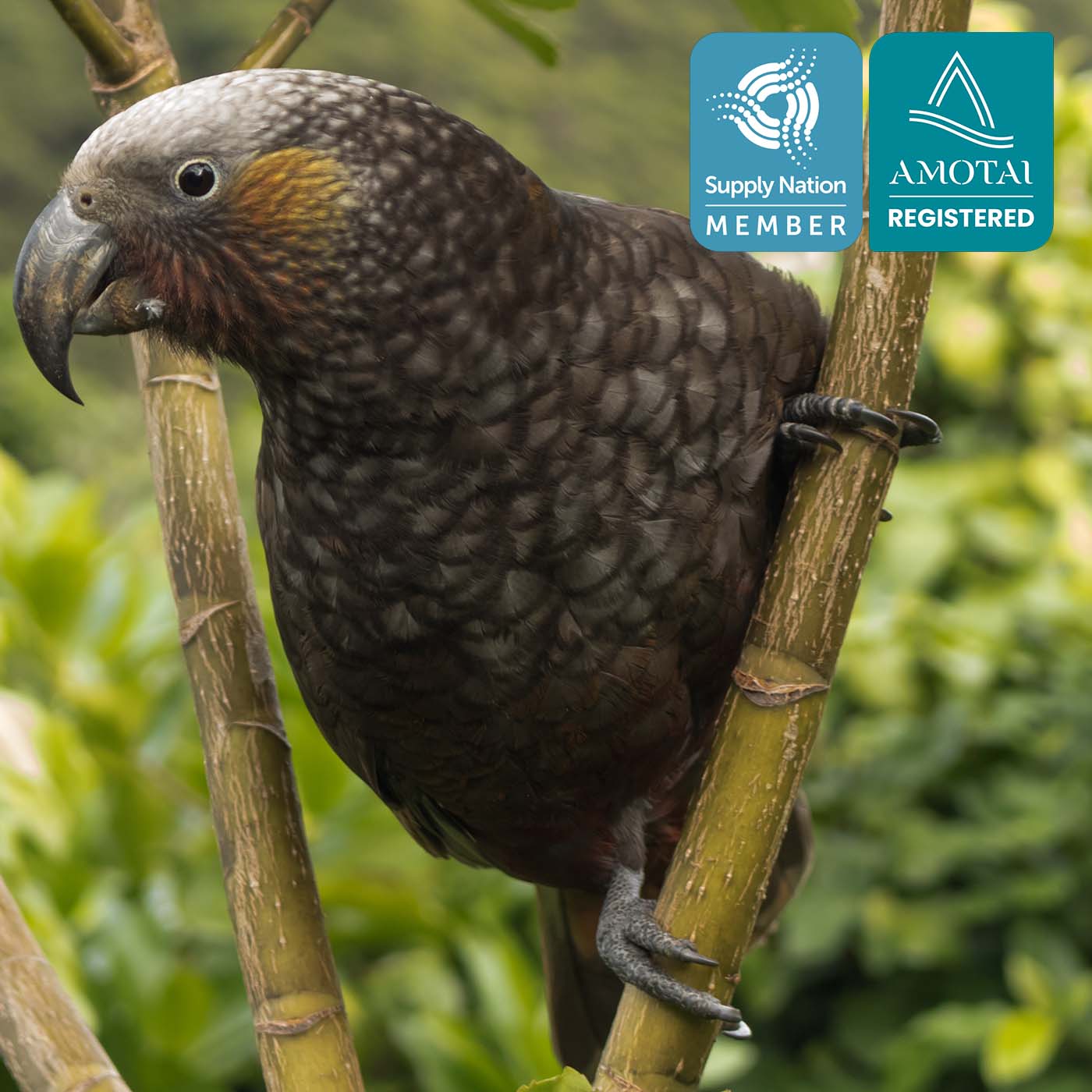 Photo of a kakapo bird in nature with the Supply Nation and Amotai logos in top right. Photo of a kakapo bird in nature with the Supply Nation and Amotai logos in top right.